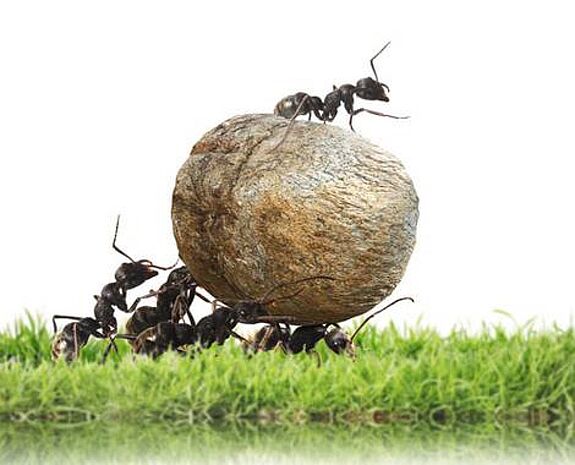 Ameisen tragen eine gerollte Futterkugel, auf der eine weitere Ameise sitzt.
