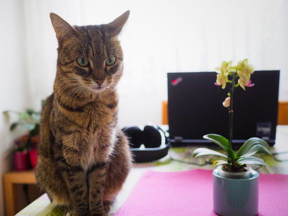 Katze auf Schreibtisch vor Computer