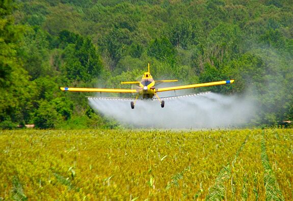Flugzeug versprüht Pflanzenschutzmittel über Maisfeld