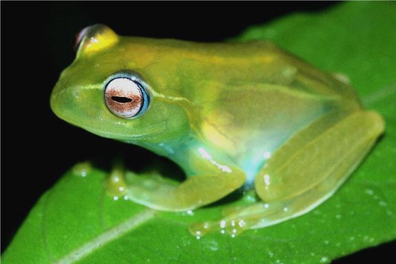 Vom Aussterben bedrohter Frosch, lateinischer Name Boophis ankaratra