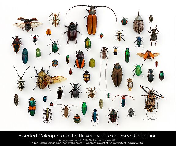 Insekten in Texas in ihrer ganzen Vielfalt