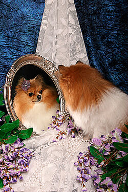 Ein rot-weißer Fuchs-ähnlicher Kleinhund schaut sich im Spiegel an.