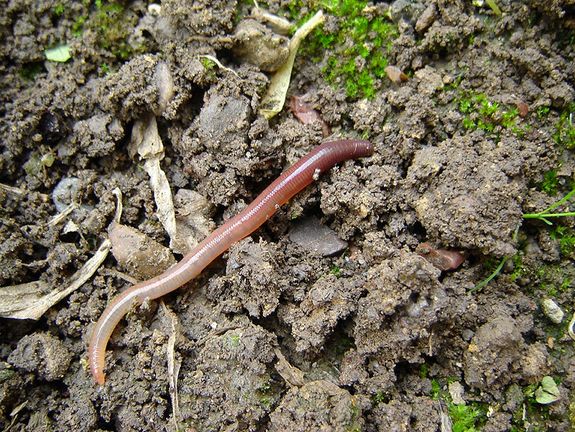 Regenwurm auf humosem Oberboden