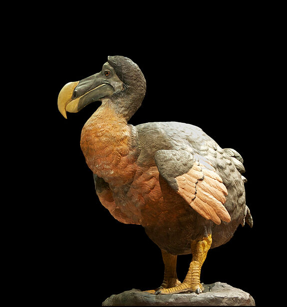 Nachbildung des ausgestorbenen Dodo-Vogels