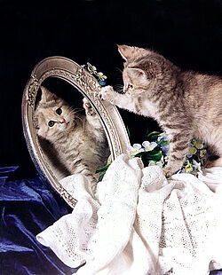 Eine kleine getigert-gemusterte Katze schaut sich im Spiegel an.