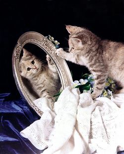 Eine kleine getigert-gemusterte Katze schaut sich im Spiegel an.